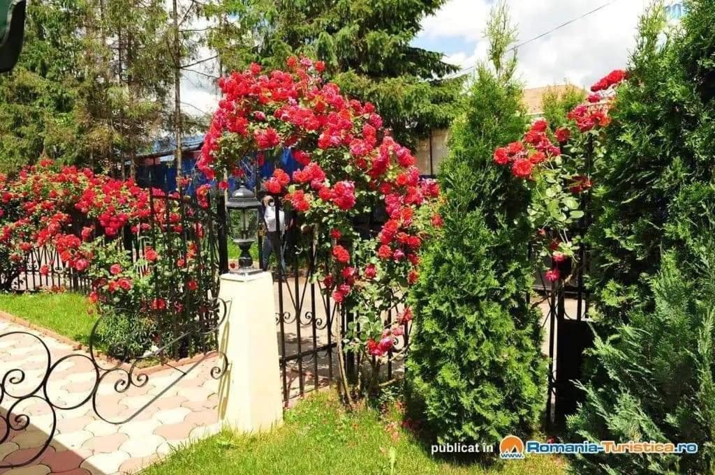 Pensiunea Onix Făgăraş 外观 照片